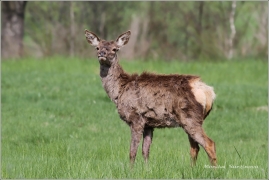 <p>JELEN LESNÍ (Cervus elaphus) Šluknovsko - Valdek /Red deer - Rothirsch/</p>